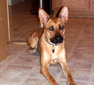 Roxi - Courtesy Post