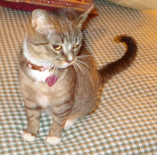Bella - COURTESY POST