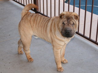 Sugar Bear
