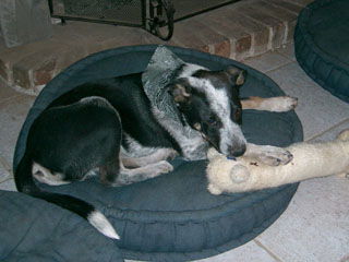 Riley - Courtesy Post