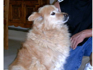 Dixie - Courtesy post