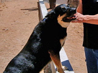 Ruger - Courtesy Post