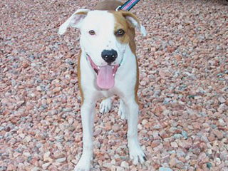 Buster - Courtesy Post