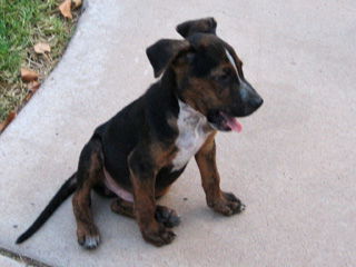 Riley  - Courtesy Post