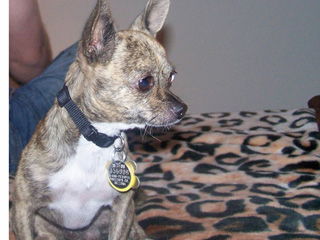 Brindle chihuahua hot sale