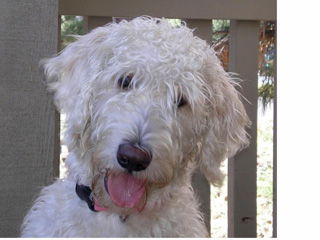 Marcie - Courtesy Post in Flagstaff