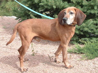 Clifford - In Flagstaff