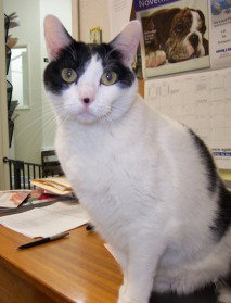 Bridget - COURTESY POST