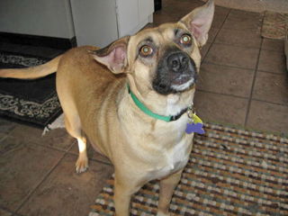 Lily  - In Flagstaff