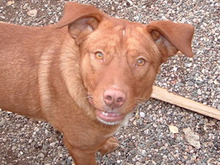 Brando - In Flagstaff