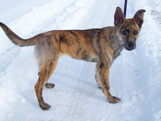 Roxie - In Flagstaff