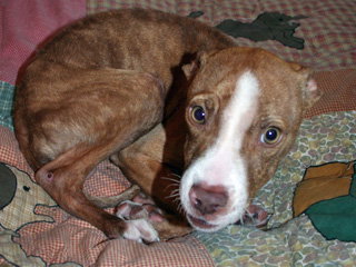 Bugsy - Courtesy Post