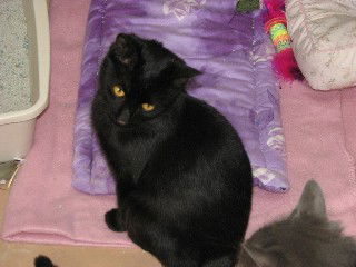 Licorice