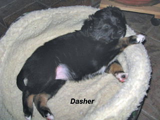 Dasher - In Flagstaff