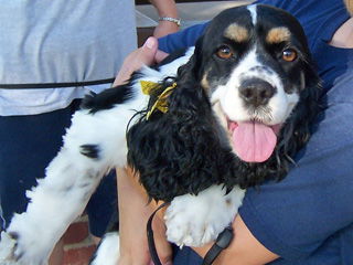 Rosie - Courtesy Post