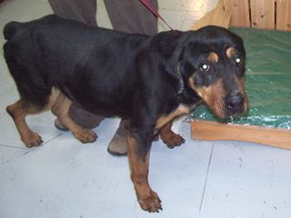 Nyla - Courtesy Post