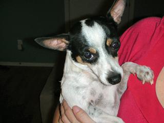 Chico