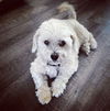 Romeo