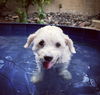 Romeo