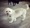 Romeo