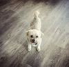 Romeo