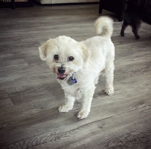 Romeo