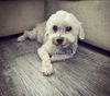 Romeo