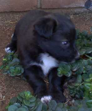 Ruffus