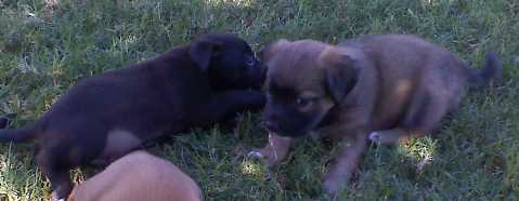 Buddy