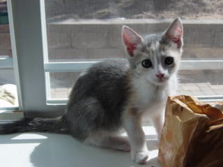 ROXIE