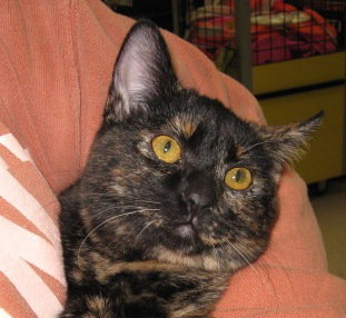 Priscilla