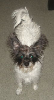 Sparky