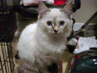 Bella