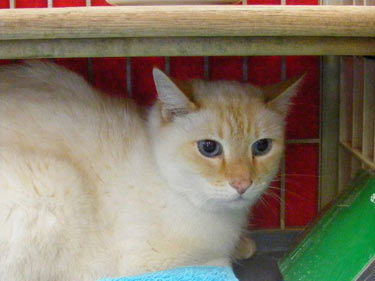 Baxter (in Flagstaff)