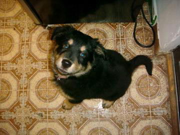 Chloe (in Flagstaff)