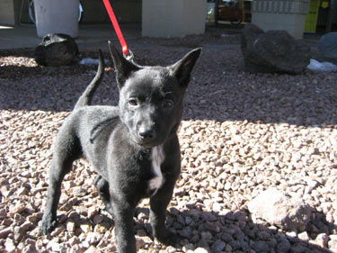 Nova (in Flagstaff)