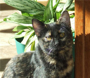 Priscilla (in Flagstaff)