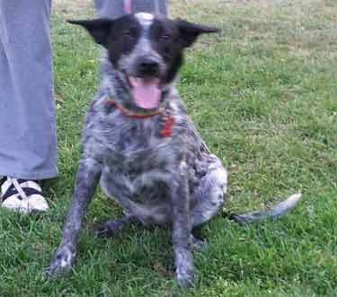 Bonnie (in Flagstaff)