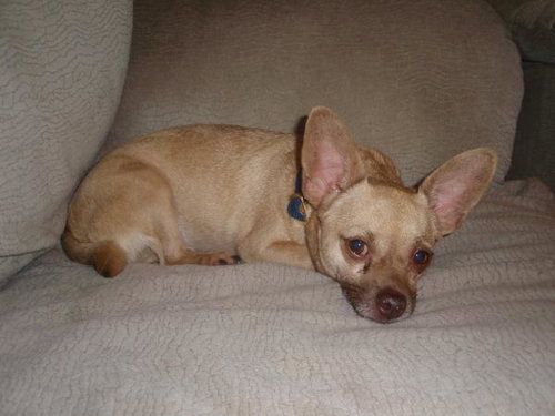 Bruno