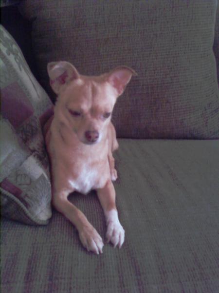 Stella