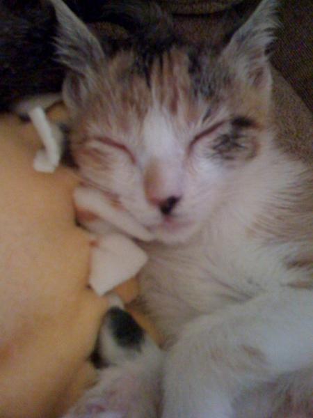 Buttercup