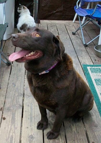 Bubbles