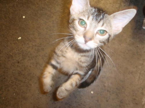 Dewey