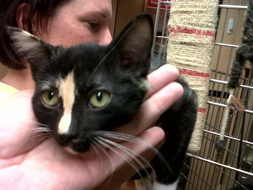 Primrose