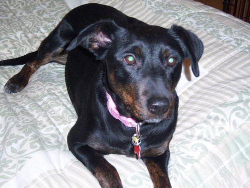 Stella