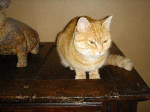 Clementine