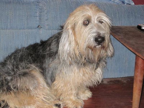 Sir Chesterfield
