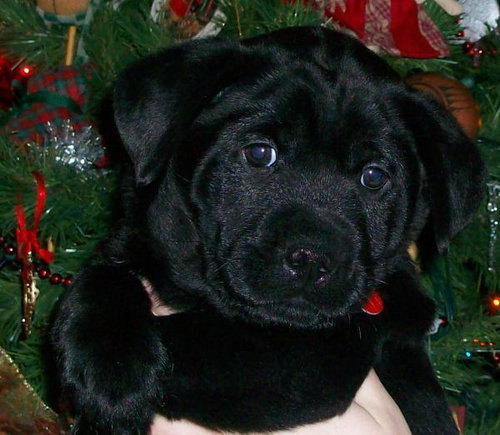 Buster