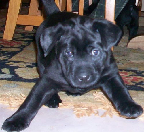 Dug