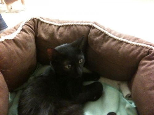 Licorice